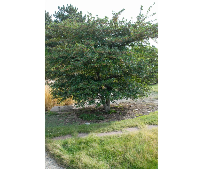 Cockspur Hawthorn